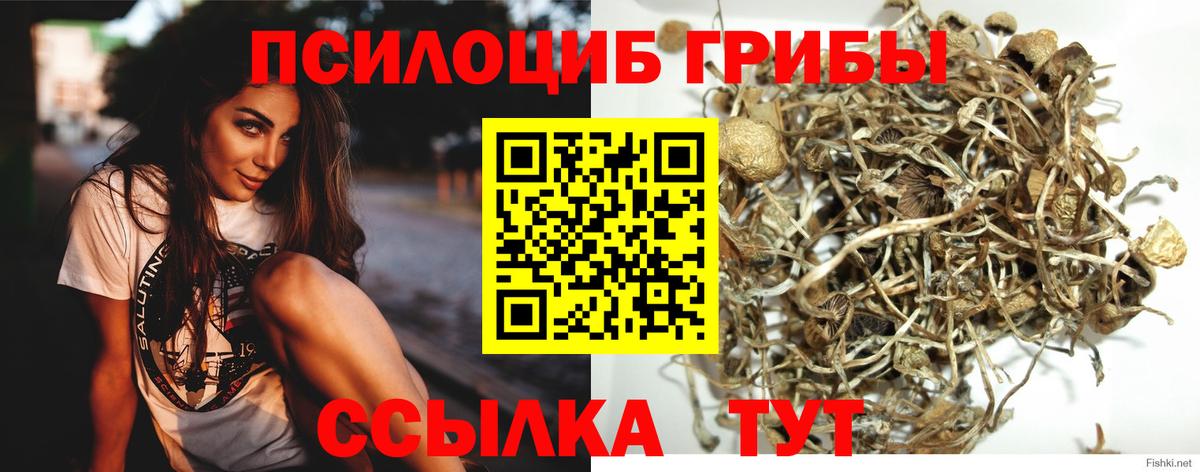 Галлюциногенные грибы Psilocybine cubensis Новокубанск